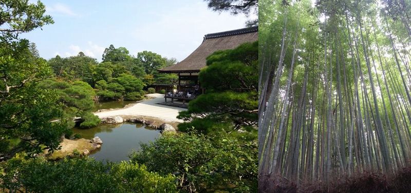 giorno 16 - omuro arashiyama.JPG